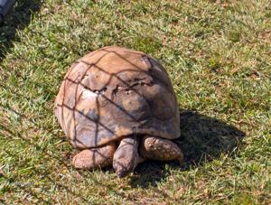 Honolulu Zoo - Turtle
